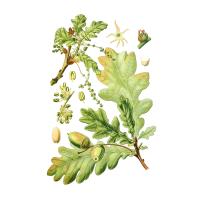 Дуба черешчатого (Quercus robur L.)коры экстракт LE, пакет крафт с zip-lock, 100 г